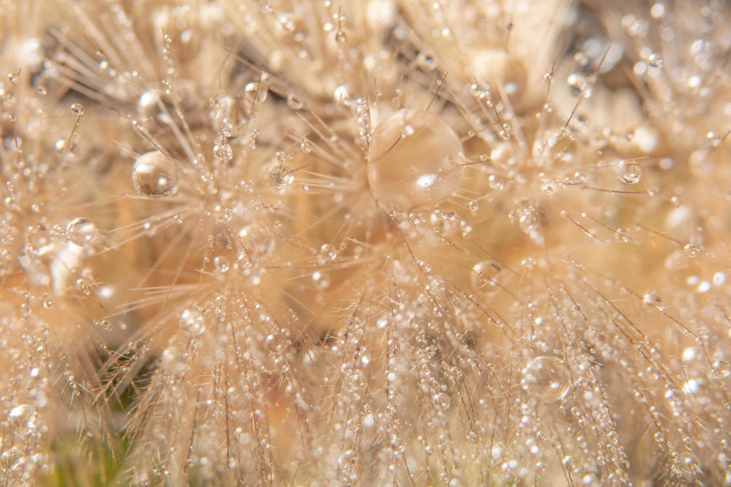 Wassertropfen auf Fell foto