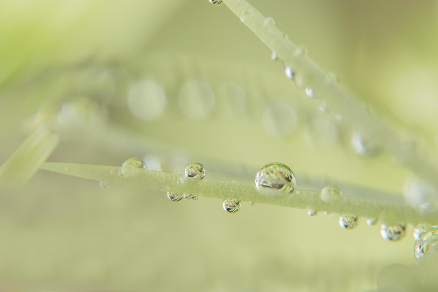 Wassertropfen auf eine Pflanze foto