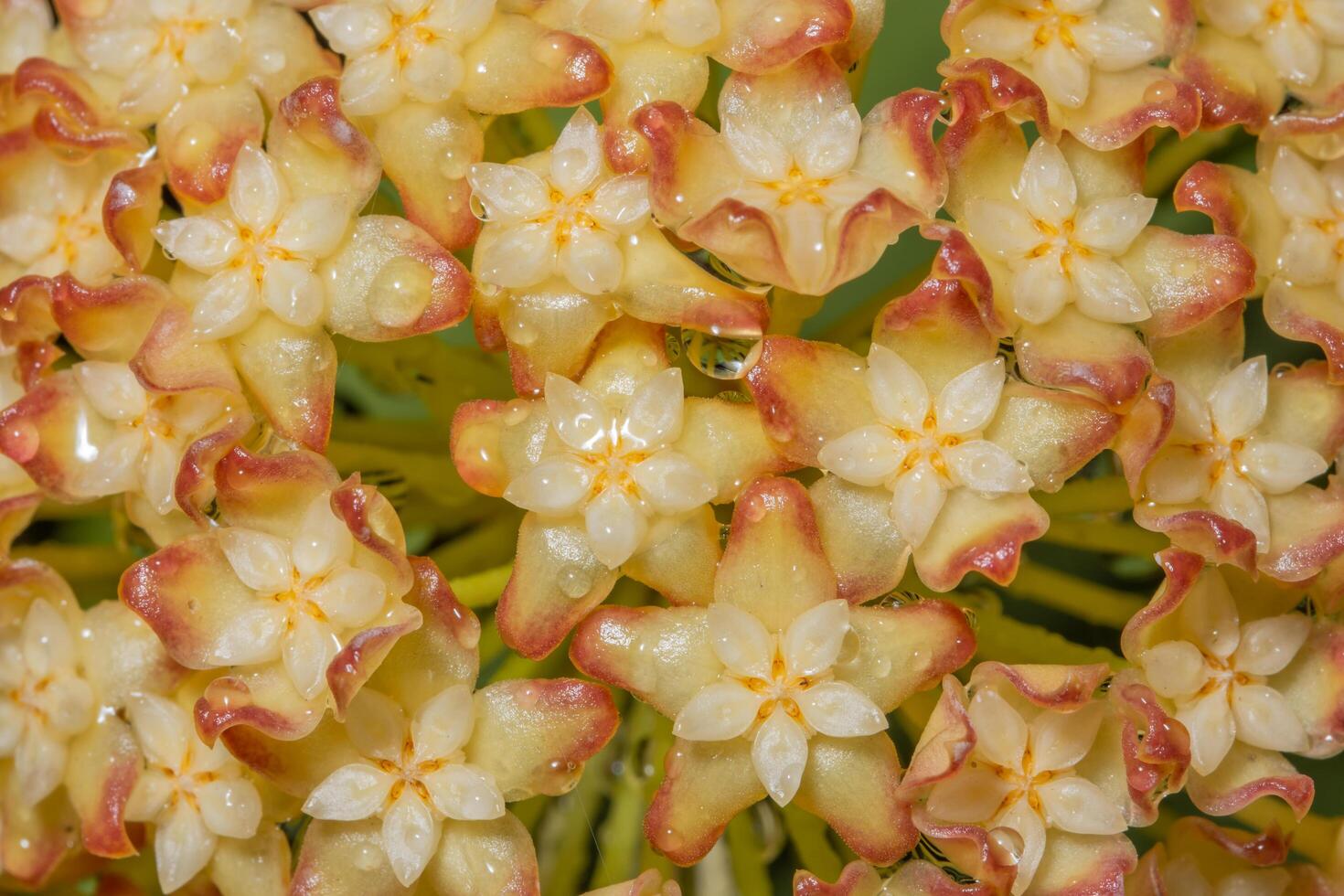 Hoya gelb orange Blumenhintergrund foto