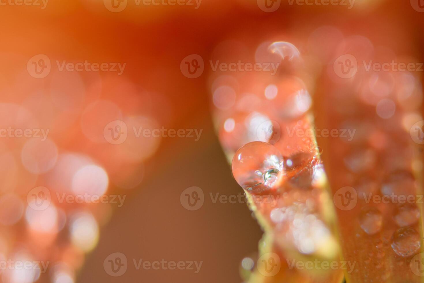 Hintergrund mit Wassertropfen auf orange Blütenblättern foto