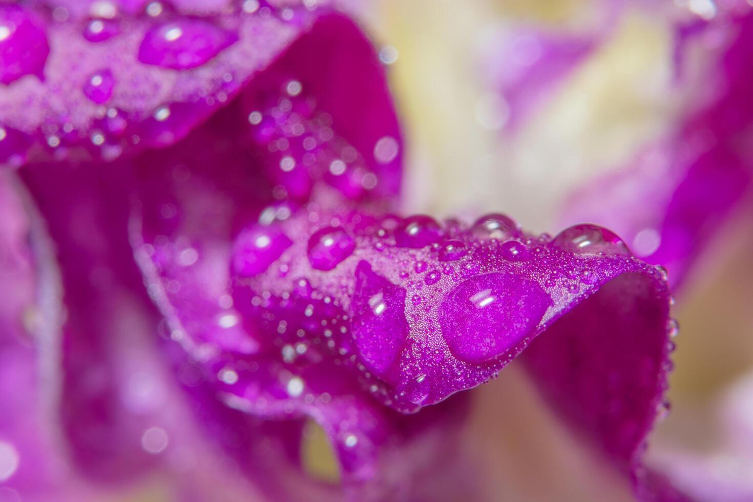 Wassertropfen auf lila Orchideenblättern foto