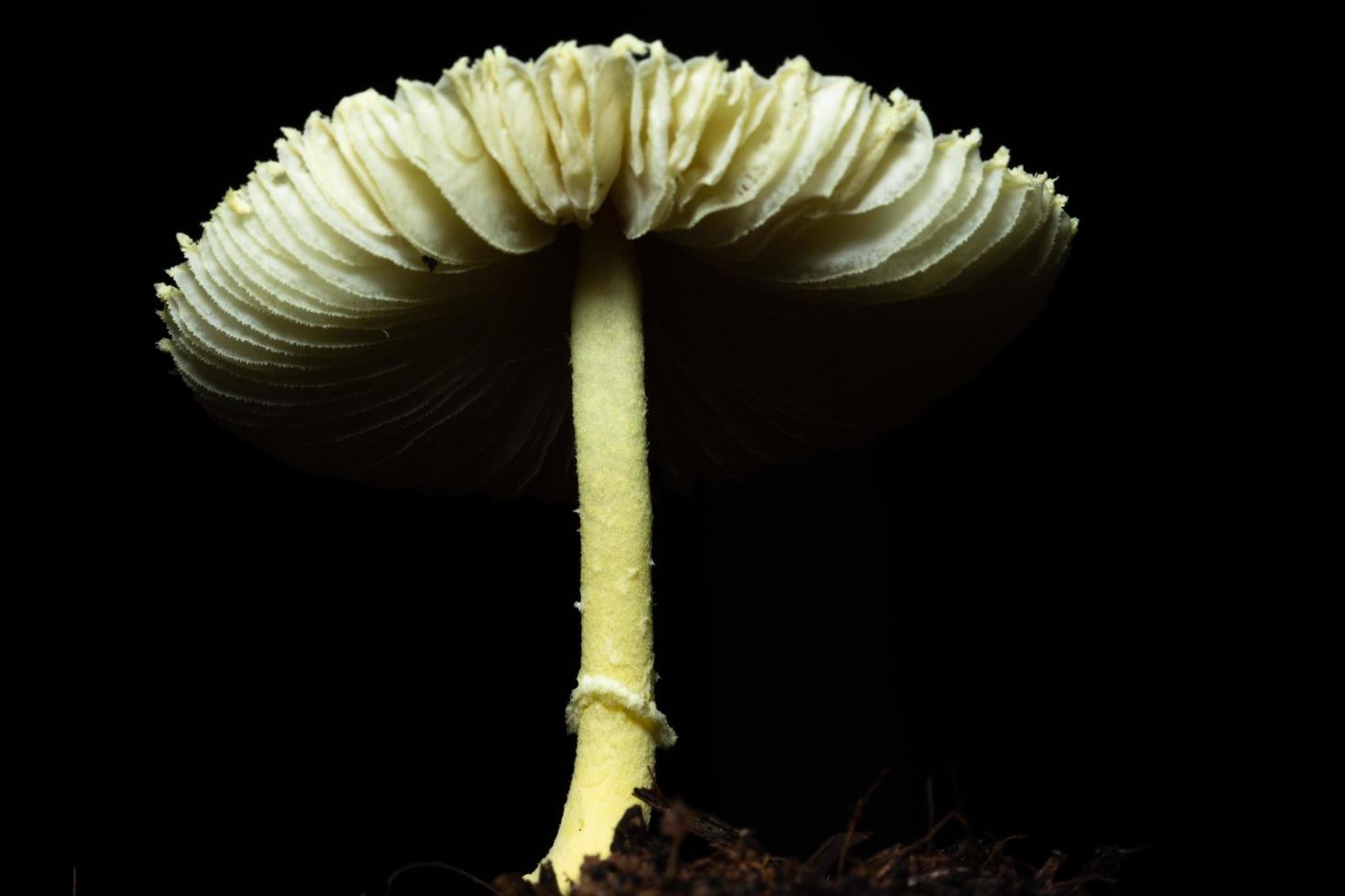 Pilz auf schwarzem Hintergrund foto