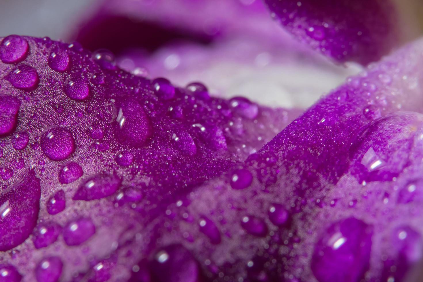 Wassertropfen auf lila Orchideenblättern foto