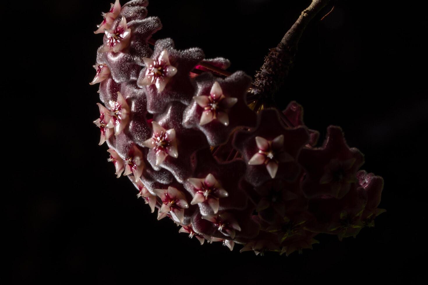 Hoya Blumenmakro foto