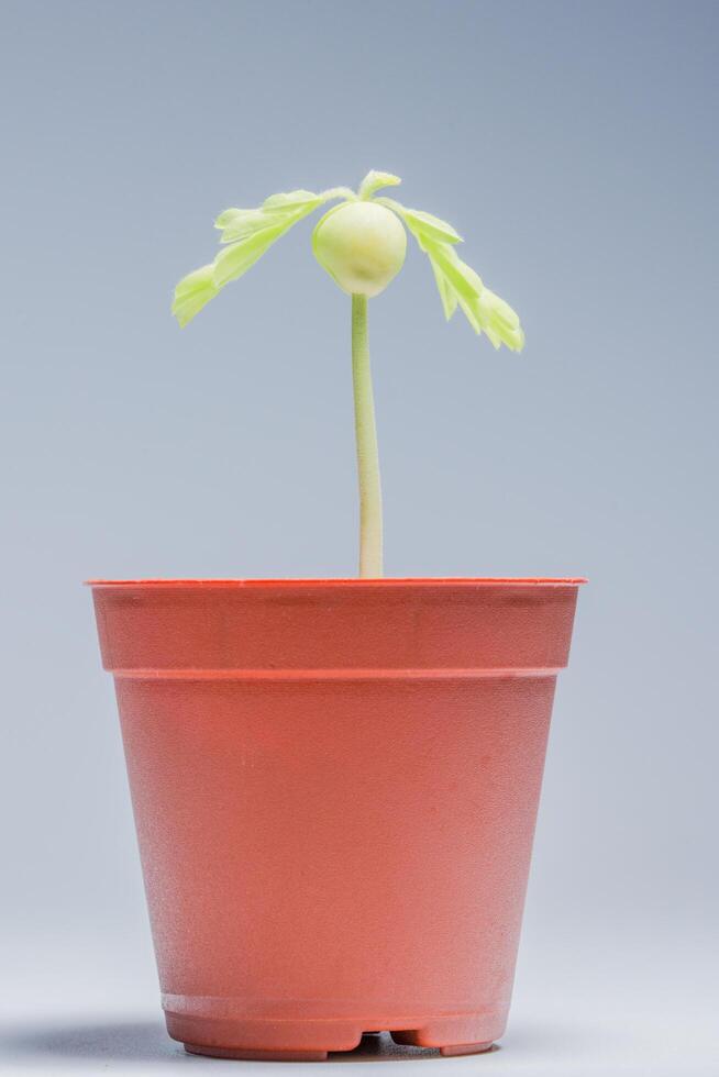 kleiner Baum in einem Topf foto