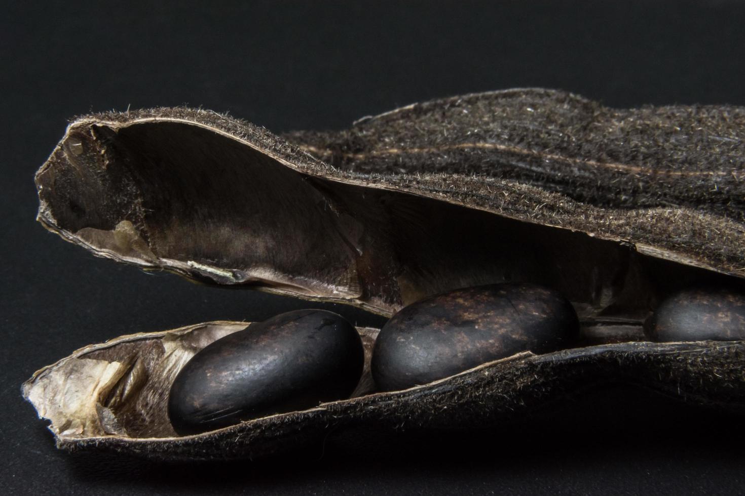 mucuna pruriens Nahaufnahme foto