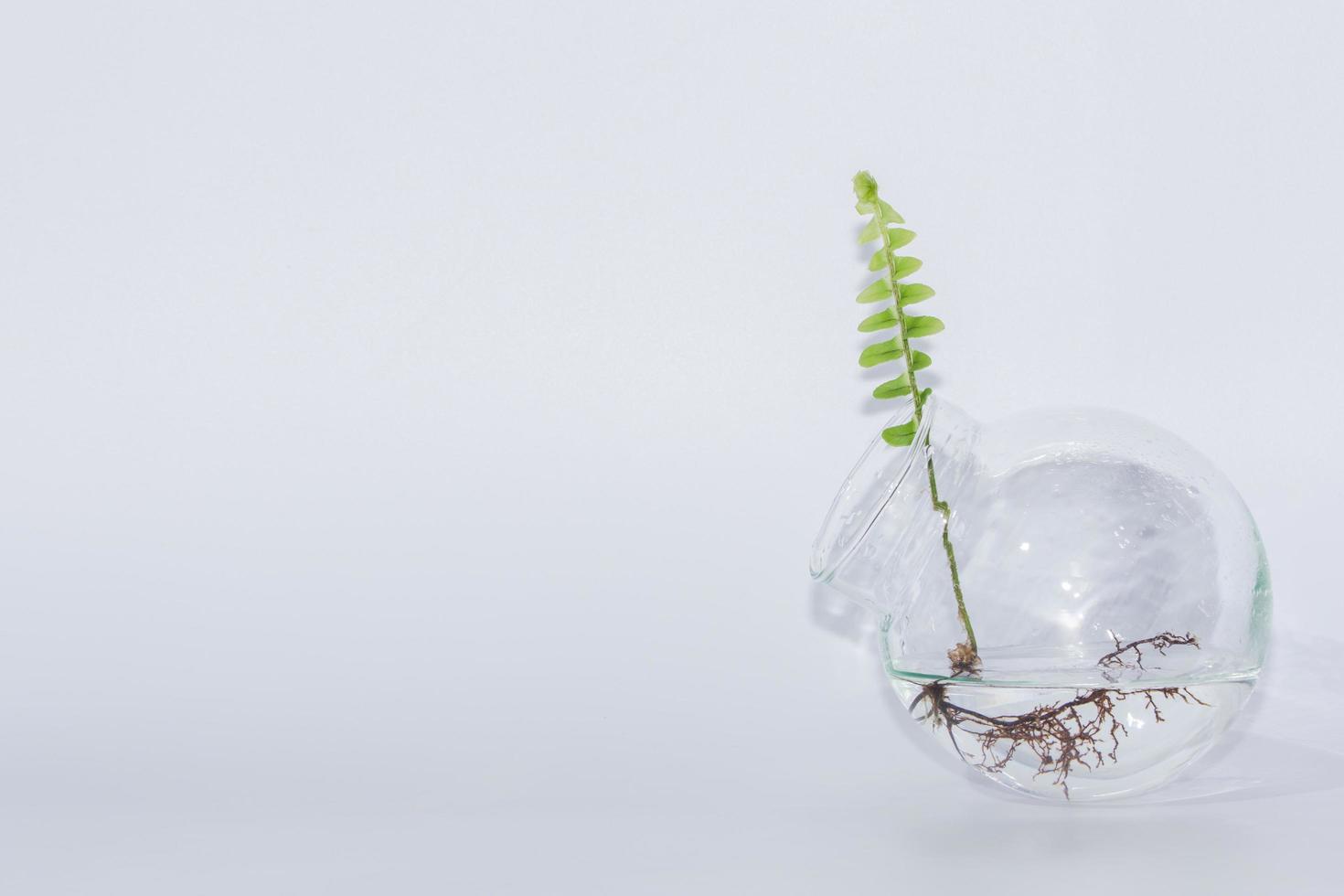 Farne in klarer Glasflasche auf weißem Hintergrund foto