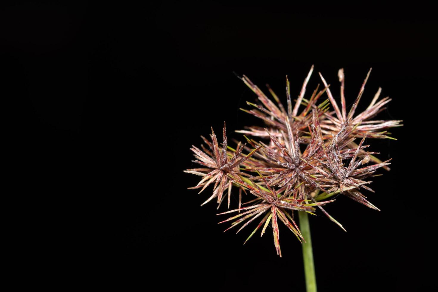 Wildblumen auf einem schwarzen Hintergrund foto