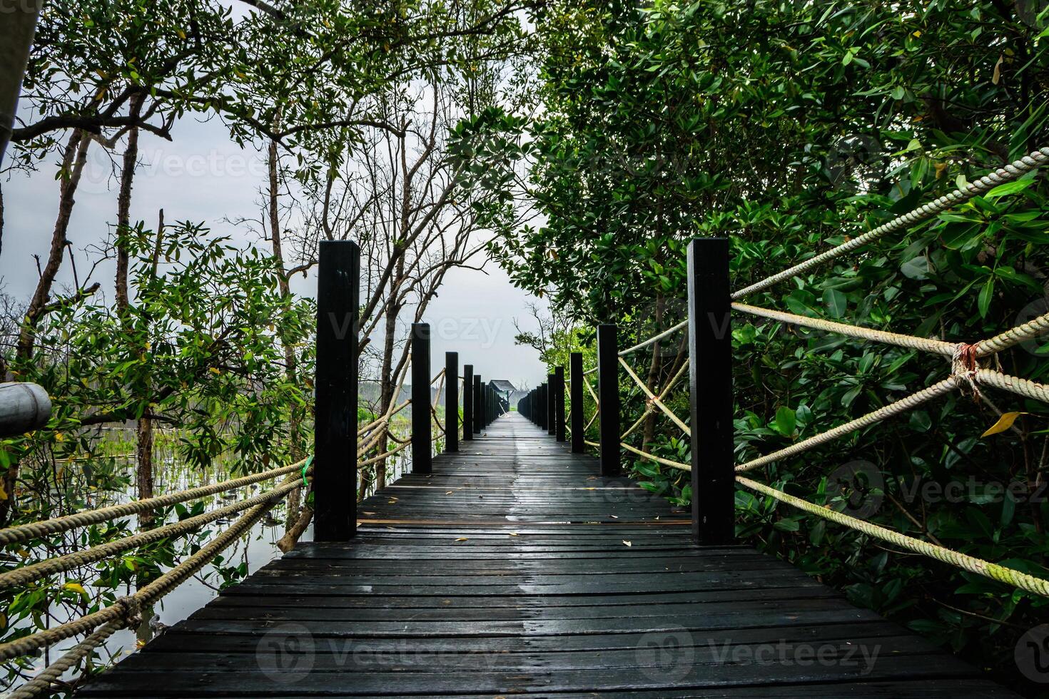 Gehweg im Mangrovenwald foto