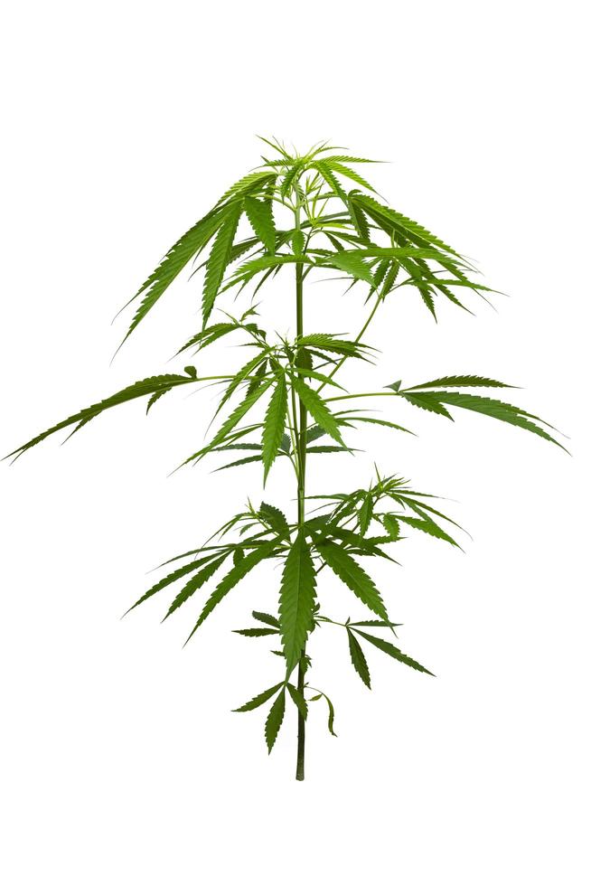 Marihuana auf weißem Hintergrund foto