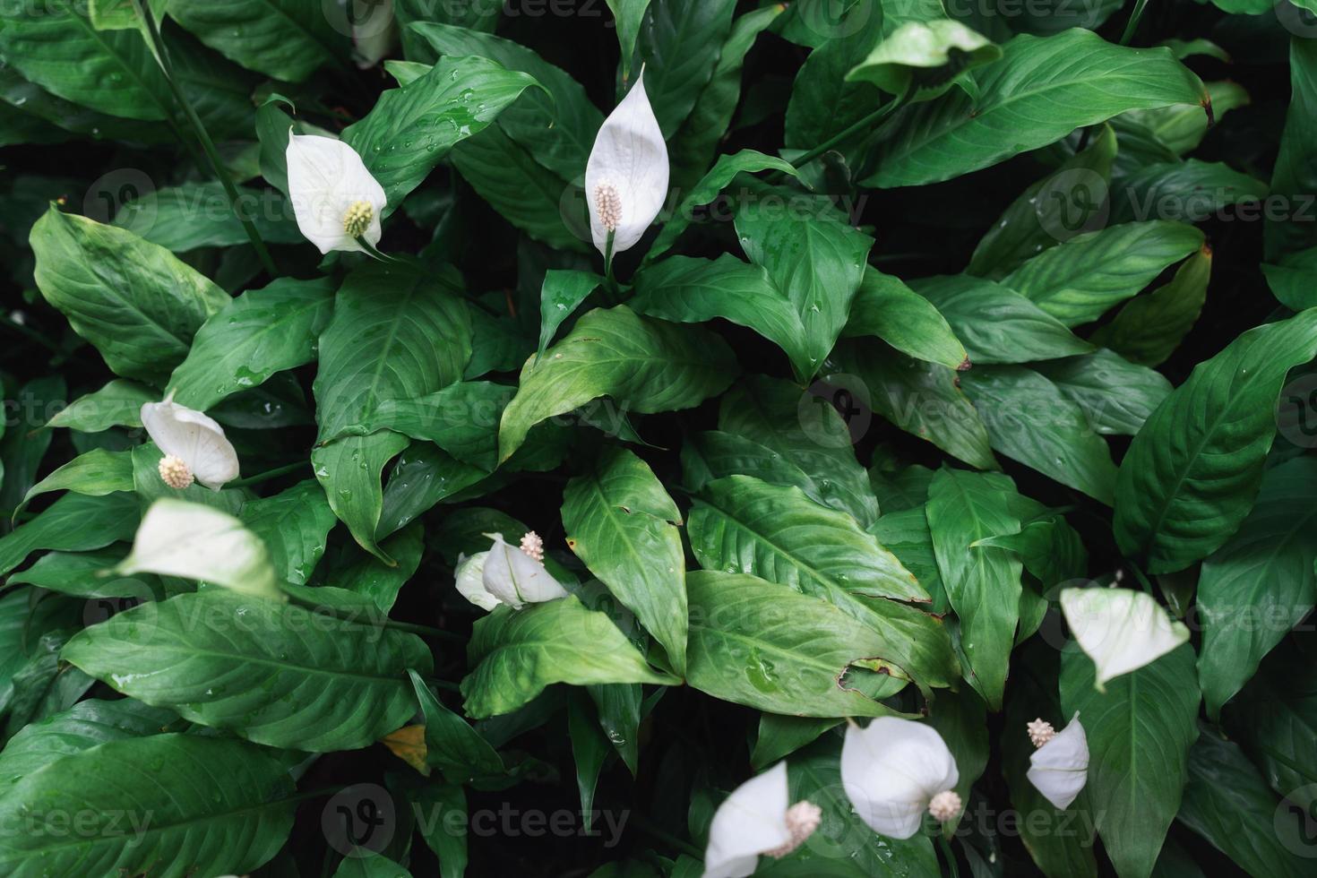 Friedenslilienpflanze mit Blütenblatt, monokotyle Zimmerpflanze, die im formalen Garten bei tropischem Klima leuchtet foto