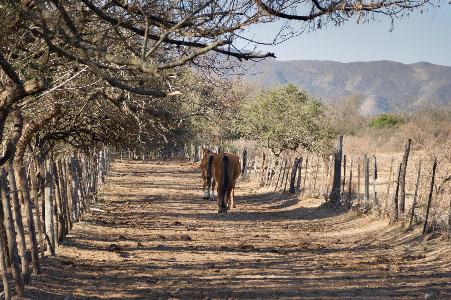 Pferde, die frei durchs Feld laufen foto