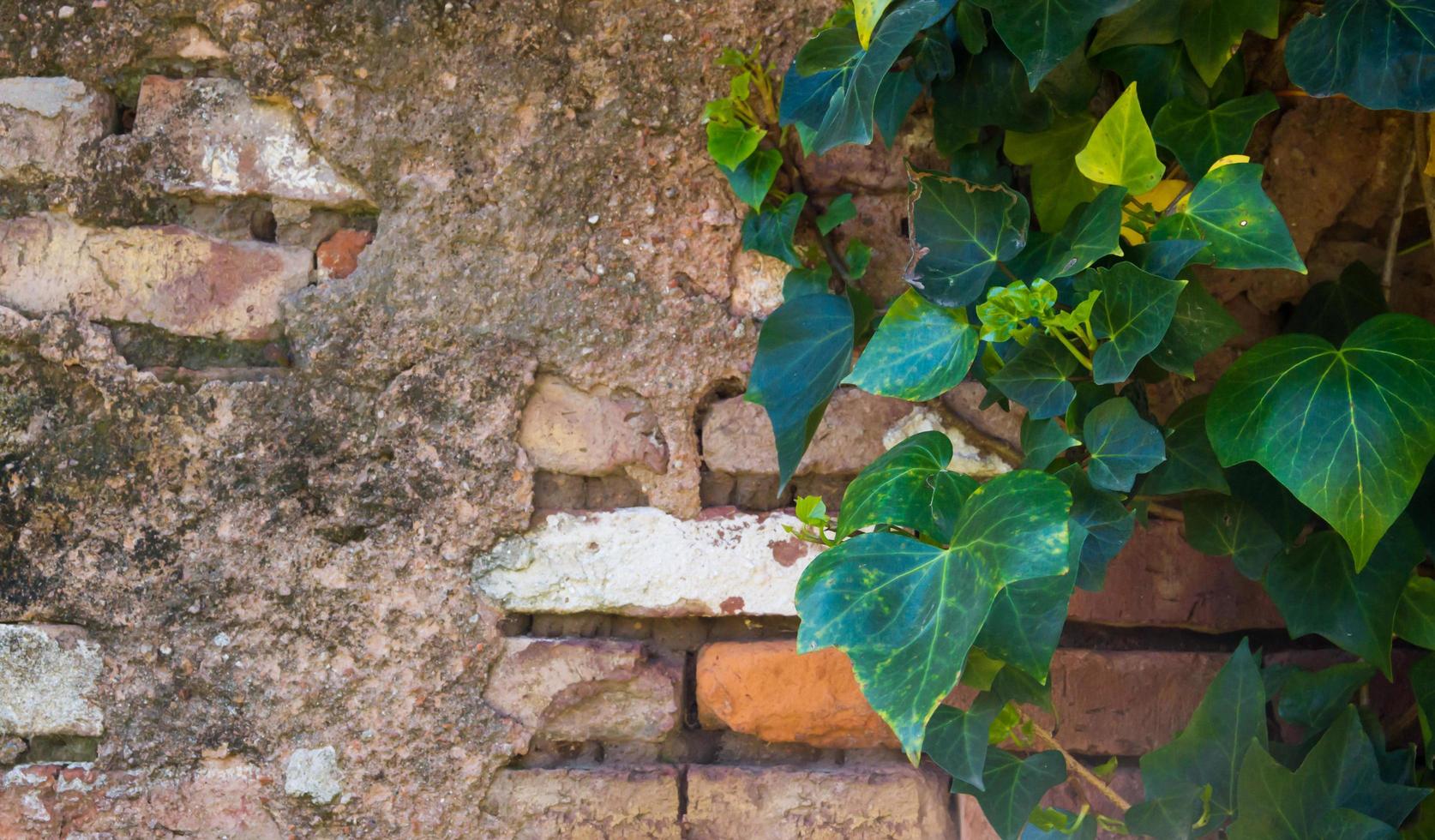 Grüner Efeu an der alten Ziegelmauer mit Platz zum Schreiben foto