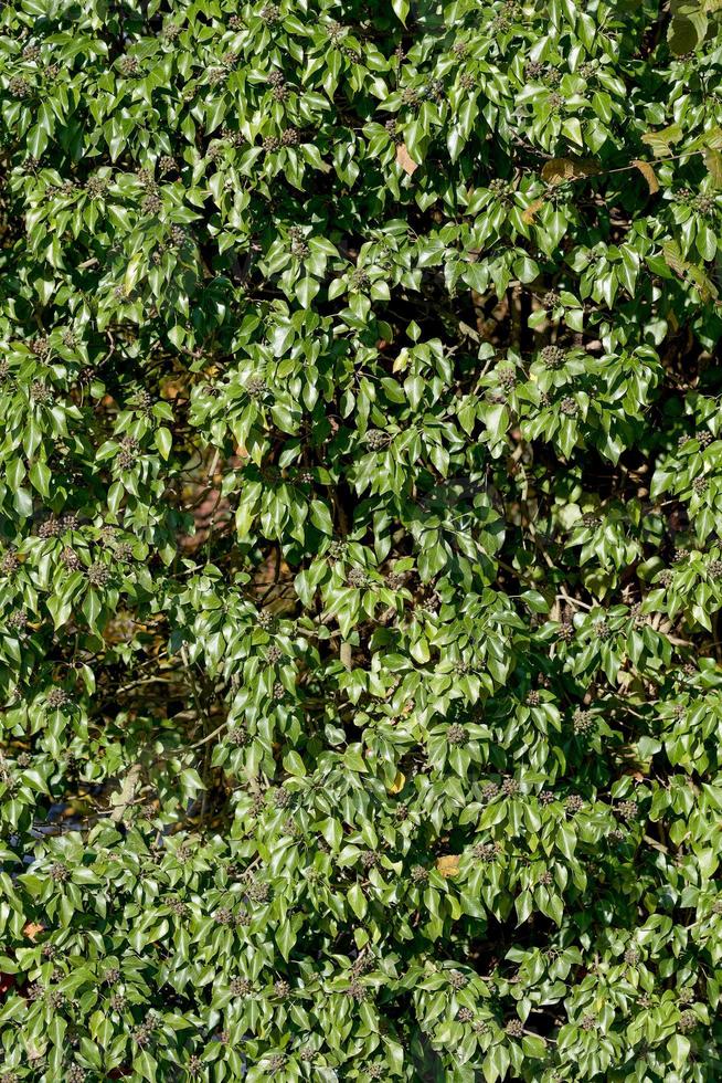 Efeu - hedera helix - mit Früchten am Baum, Deutschland foto