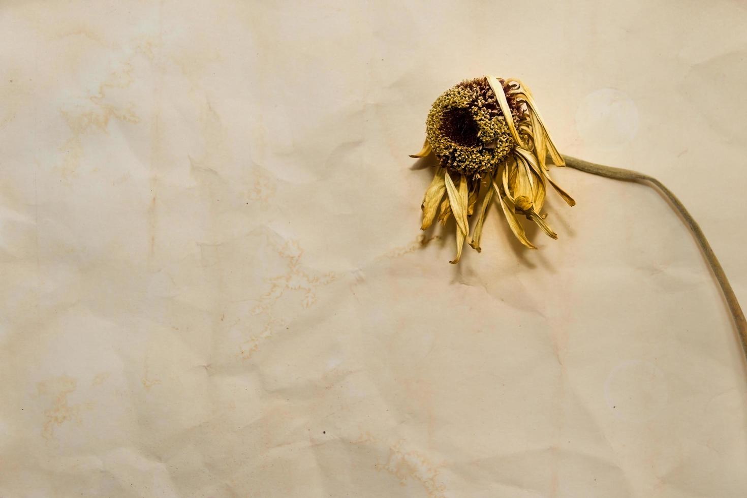 Konzept des Zeitvertreibs mit verwelkten Blumen auf alten Papieren foto