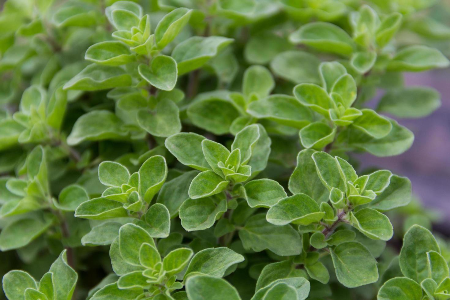 Nahaufnahme von Oregano-Blättern im Bio-Garten foto