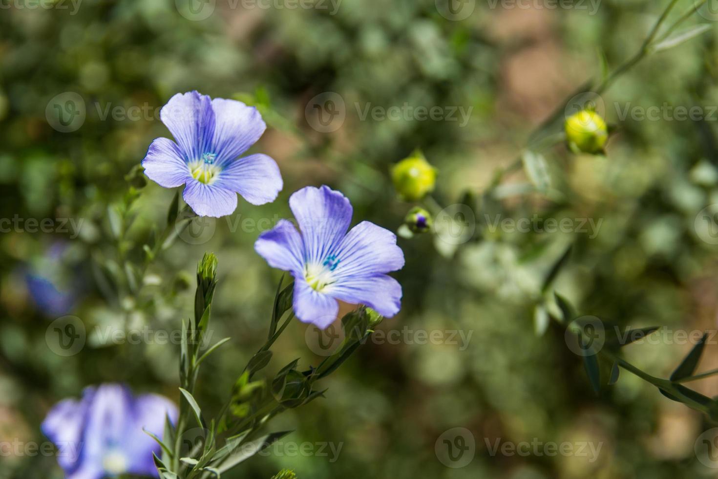 Detail der Flachsblume im Garten foto