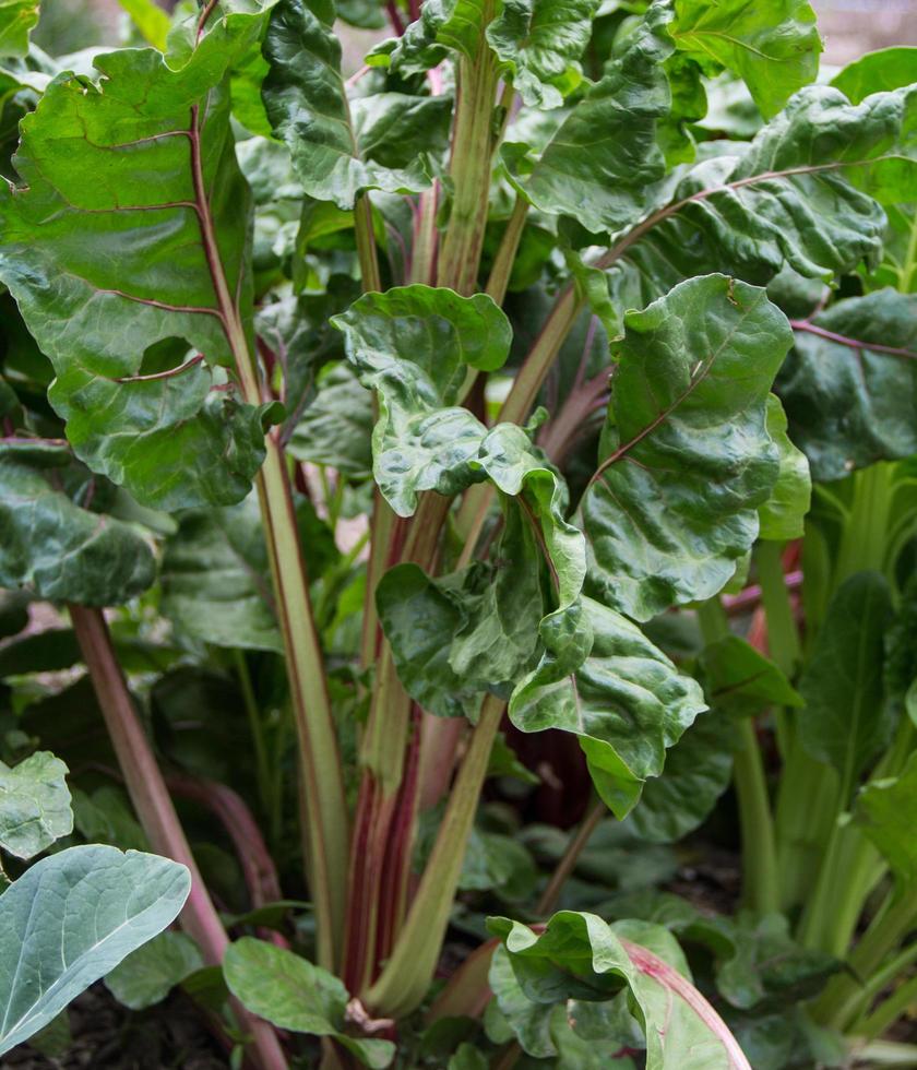 bunte Mangoldpflanze im Biogarten foto