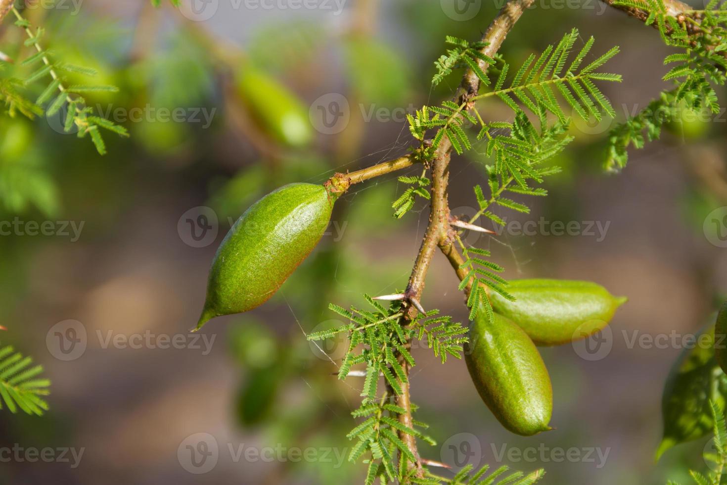 grüne Frucht der Akazie im Sommer foto