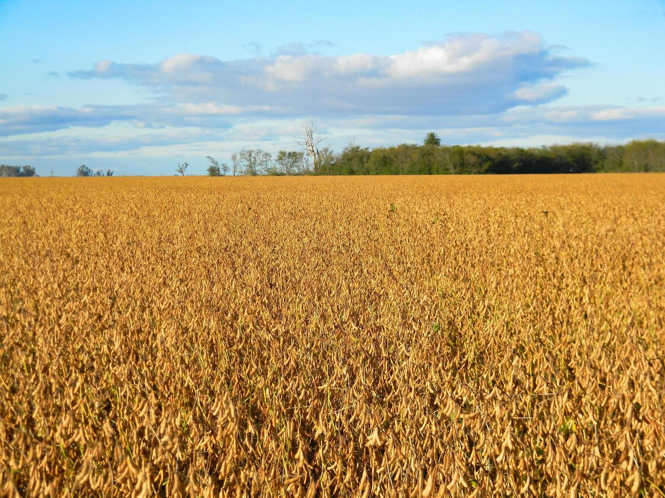 Feldlandschaft mit reifer Sojabohnenplantage foto