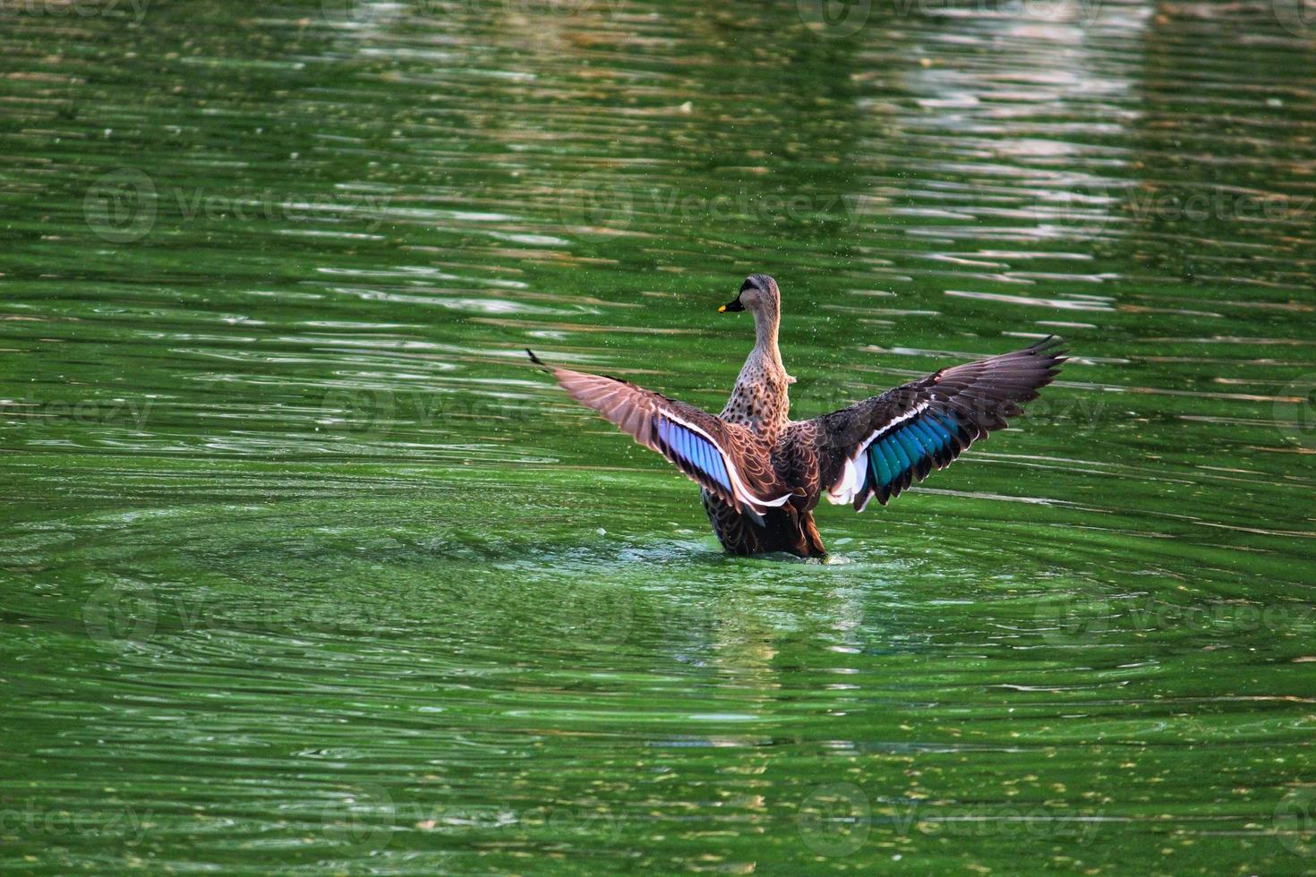 Eine Stockente schwimmt und öffnet Federn auf der Wasseroberfläche in einem Teich foto