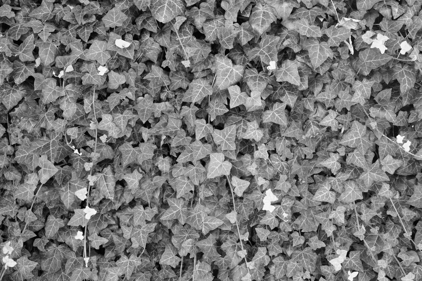 Efeu Pflanzenhintergrund in Schwarz und Weiß foto