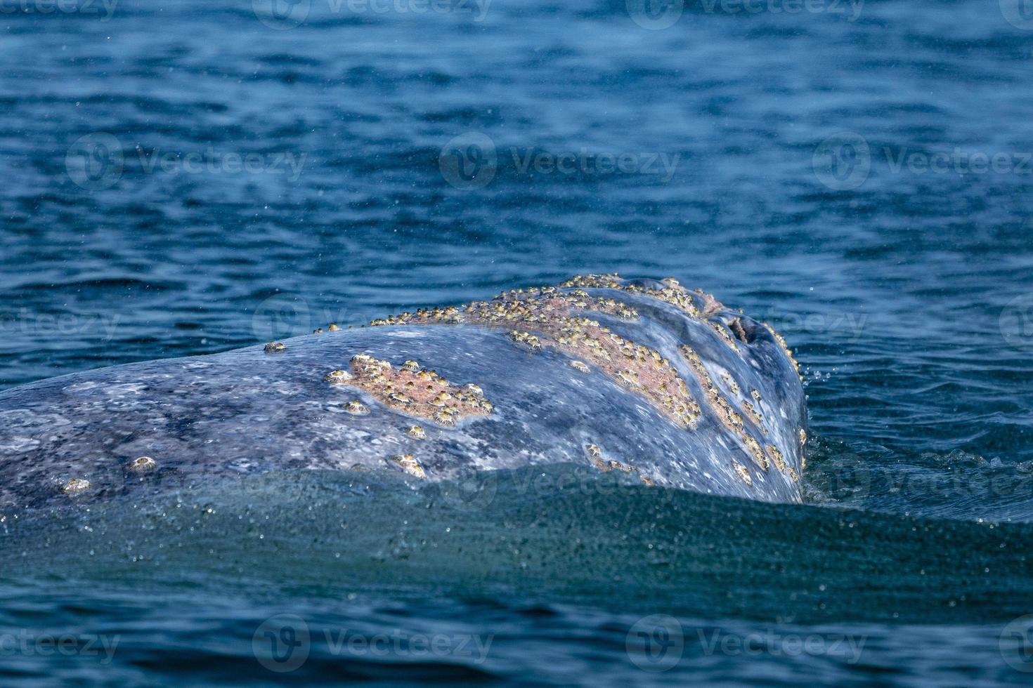 Grauwal, während er spionierend außerhalb des Meeres hüpft foto