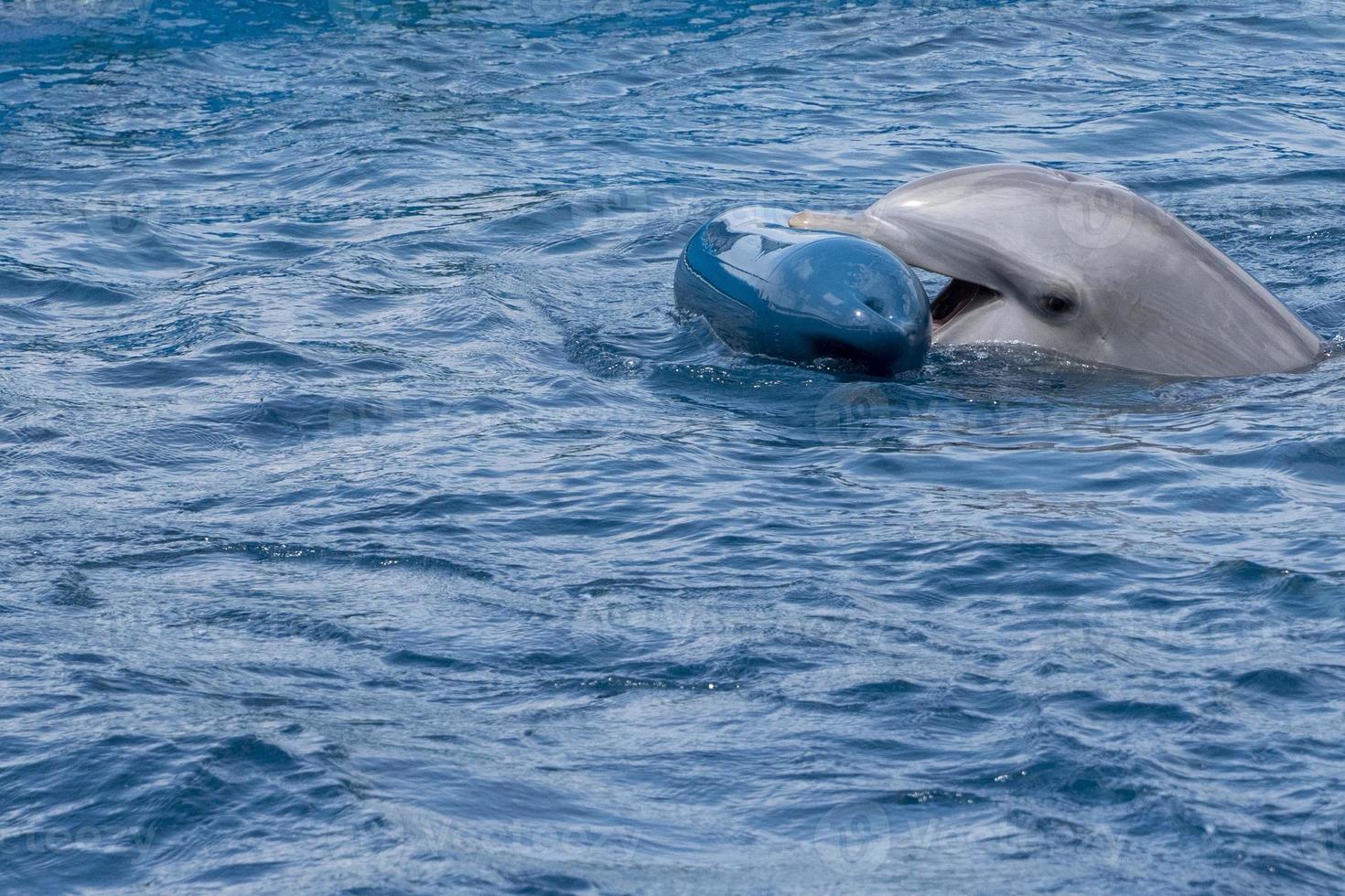 Delphin spielt mit Plastikboje foto