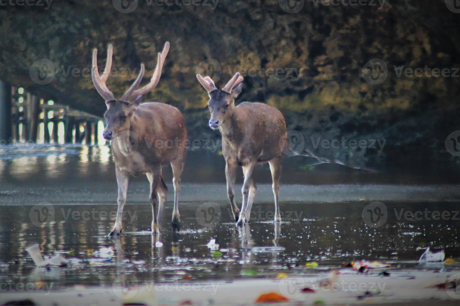 Hirsch am Fluss im Dschungel, Indonesien foto