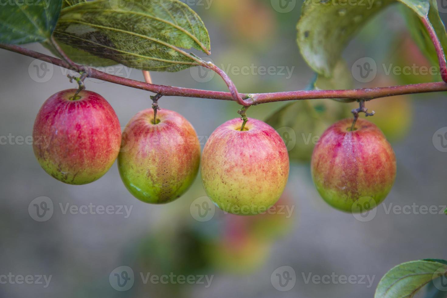 Rote Jujube-Früchte oder Apfel-Kul-Boori auf einem Ast im Garten. geringe Schärfentiefe foto