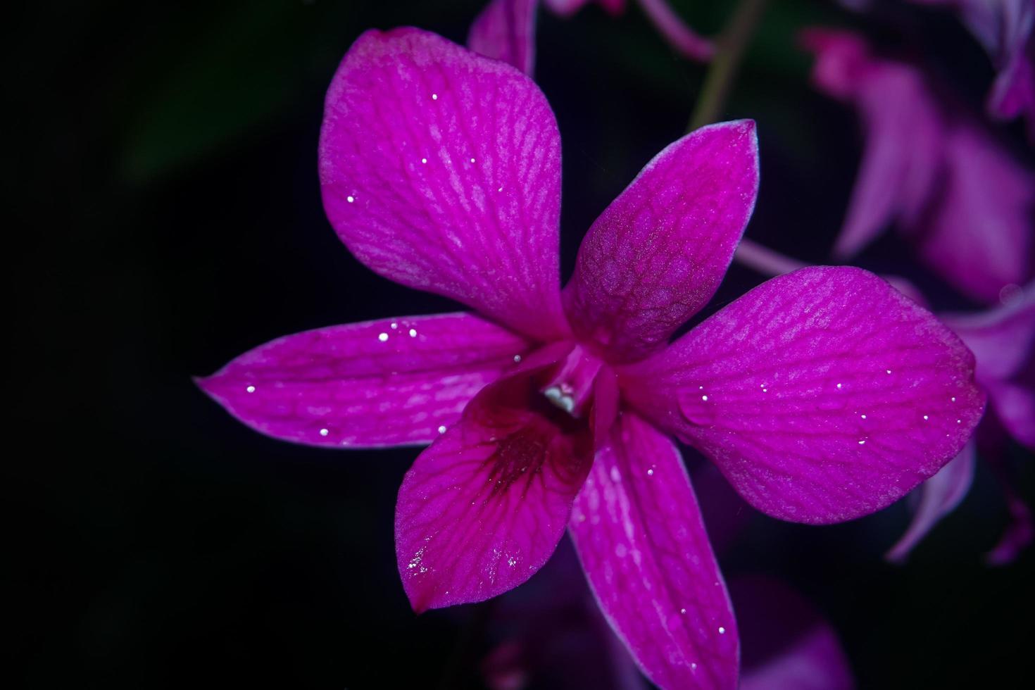 nahaufnahme orchideenblüte, orchidaceae attraktiv blühende pflanzen, sie wachsen häufig in feuchten tropen, konzentrieren sich selektiv foto