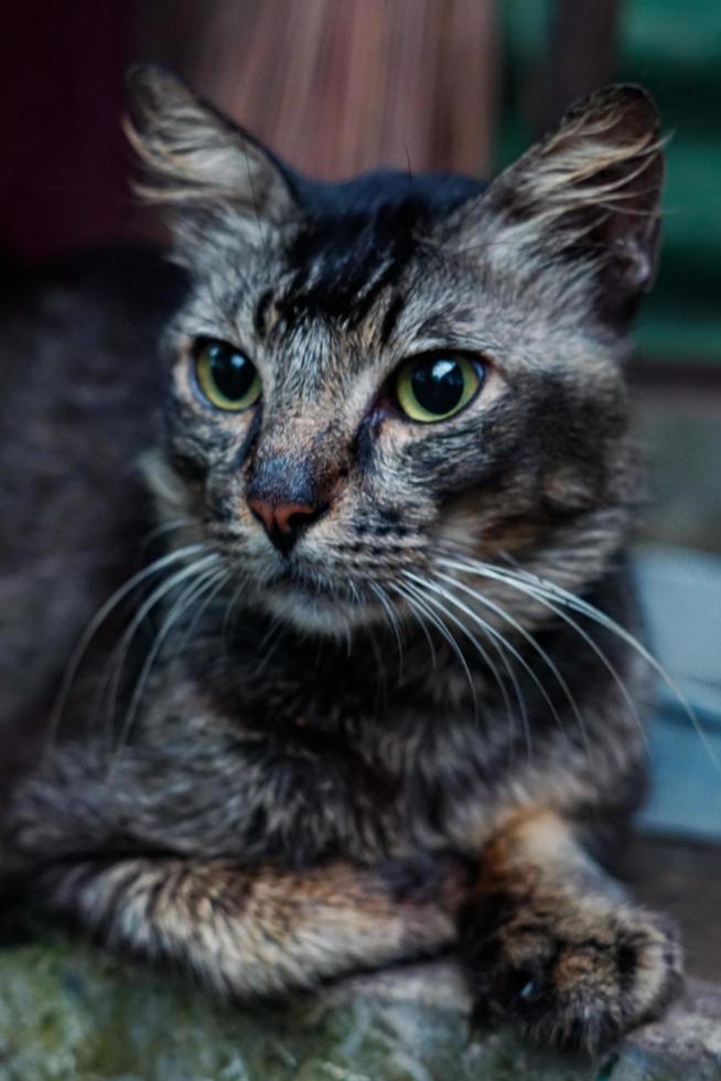 Loreng-Katze, mit anderen Worten, Garong-Katze foto