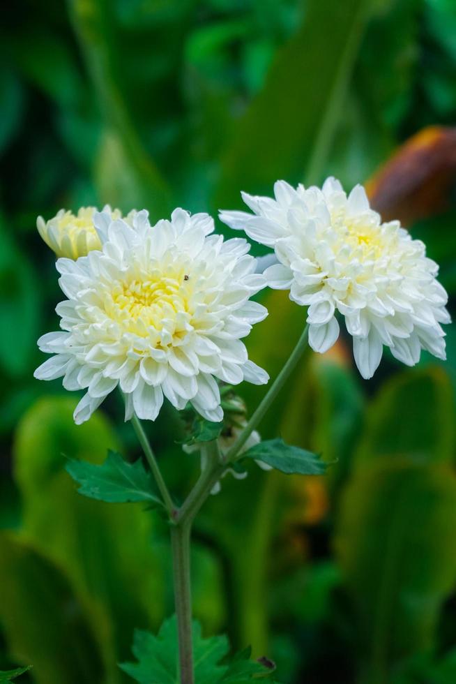 schöne weiße Blume im Garten foto