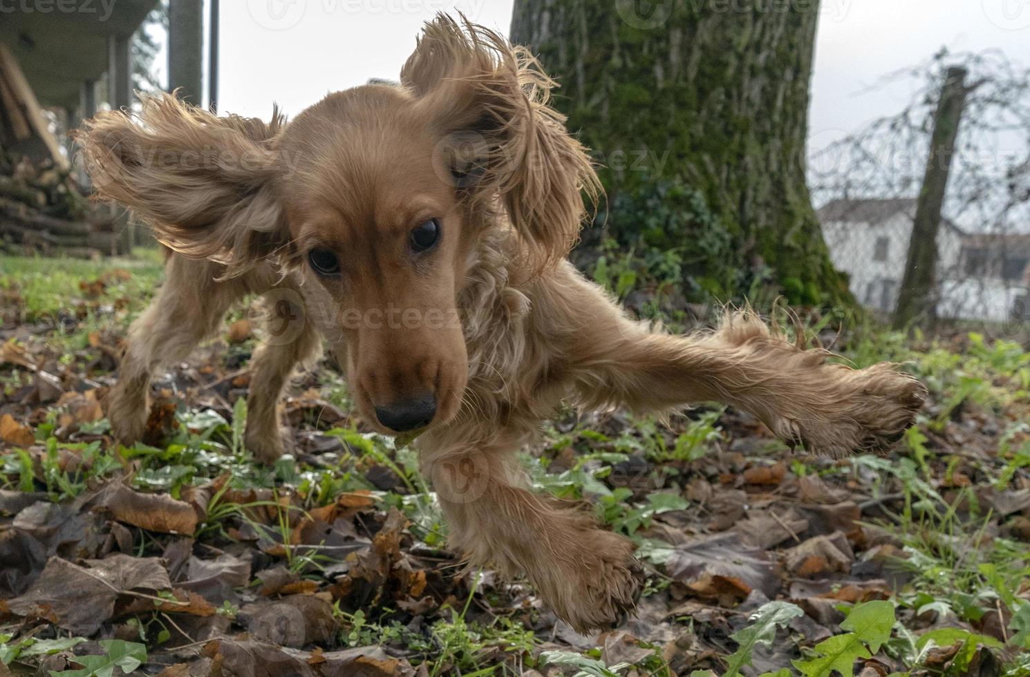 glückliches Hündchen Cocker Spaniel springen foto