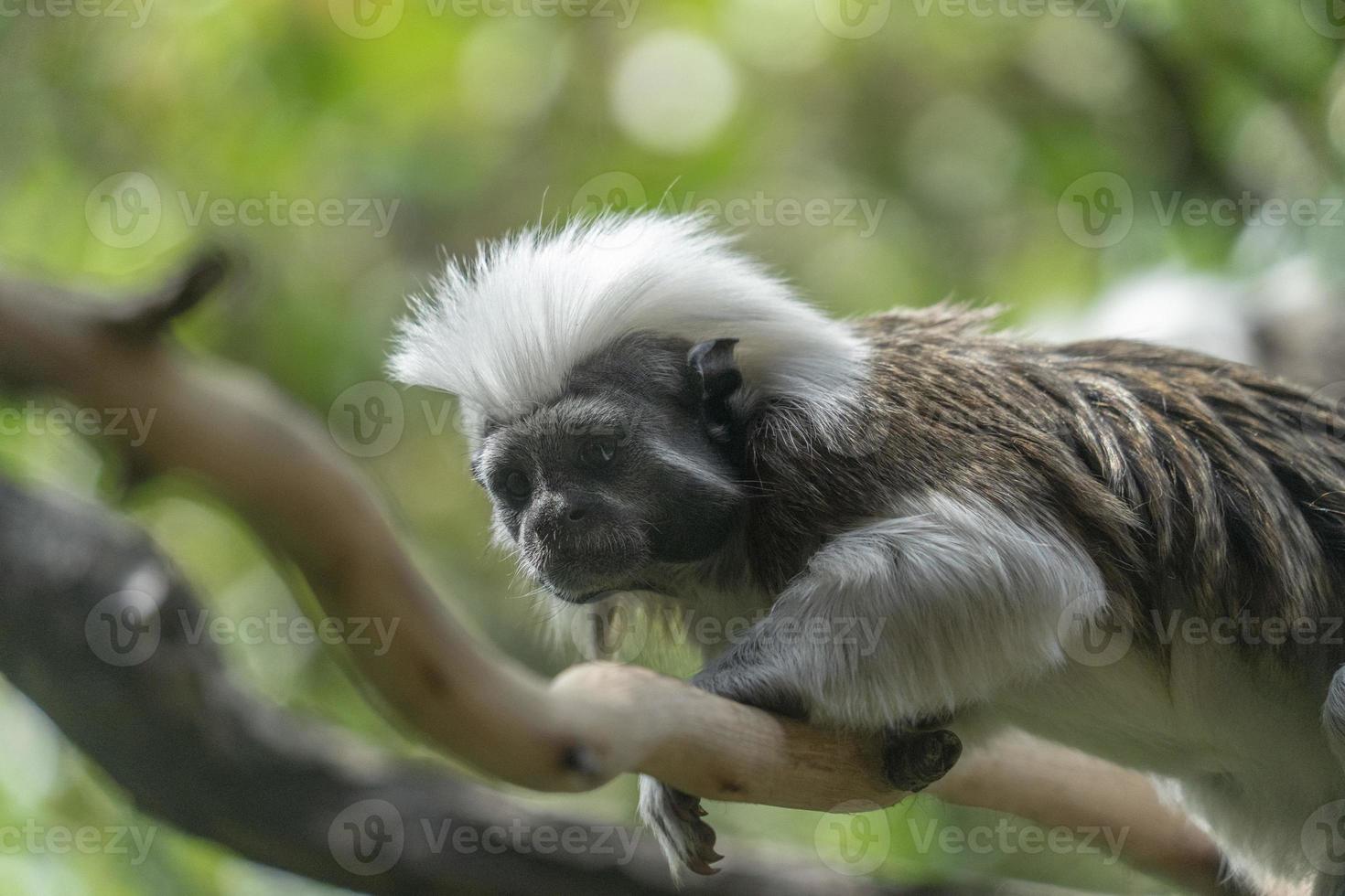 Kaiser-Tamarin-Affe, während er dich ansieht foto