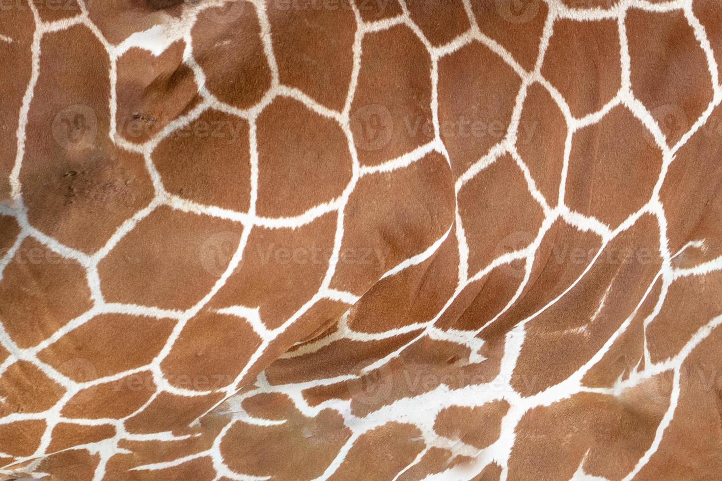 haut der tansanischen giraffe nahaufnahme porträtmuster textur foto