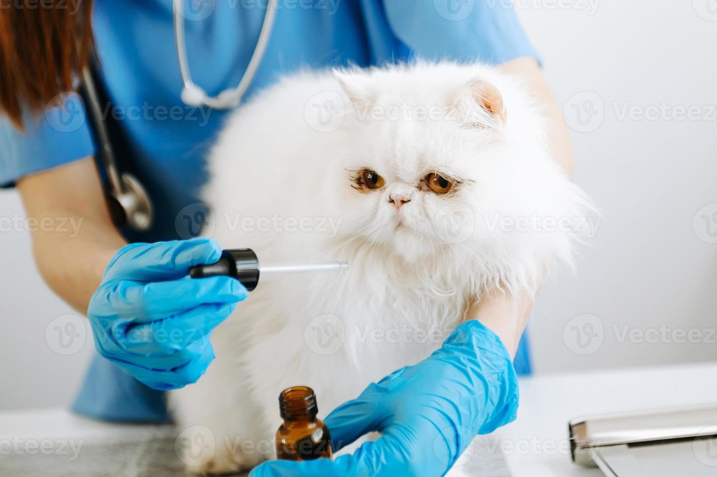 Tierärztin mit Stethoskop für süße Kätzchen und saubere Tierohren in der Tierklinik foto