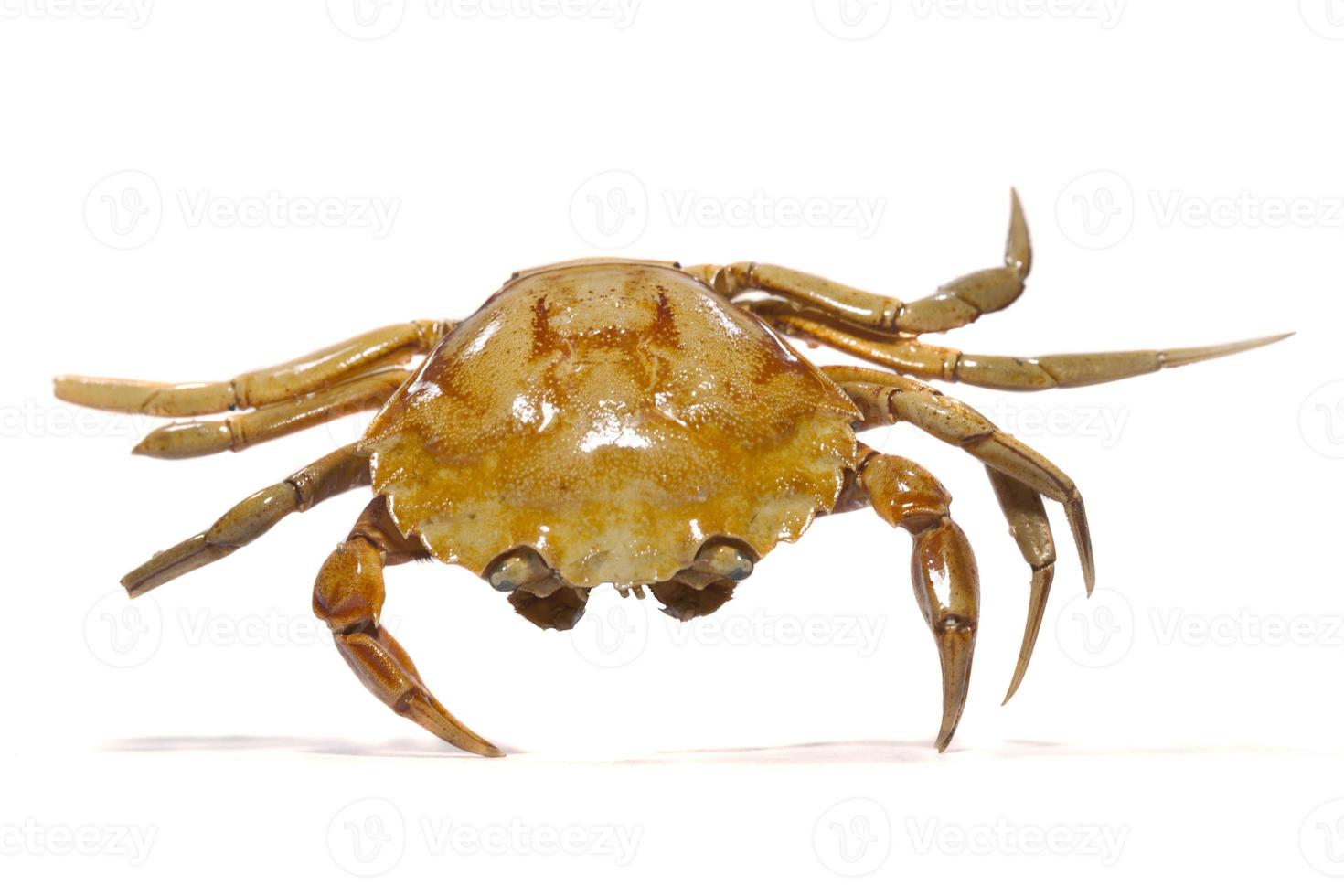 orangefarbene Krabbe auf weißem Hintergrund foto