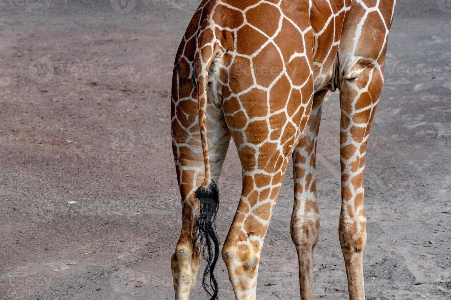 Schwanz der Tansania-Giraffe Nahaufnahme Porträt Muster Textur foto