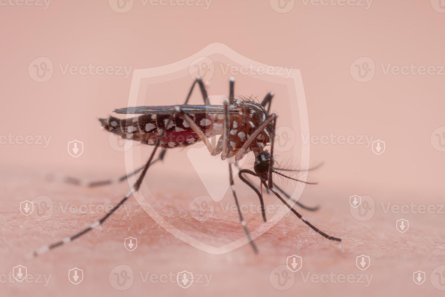 Moskitos sind natürliche blutsaugende Insekten, die der menschlichen Gesundheit Schmerzen zufügen, und biologisch übertragen sie Malaria, Dengue und Zika-Fieber. foto