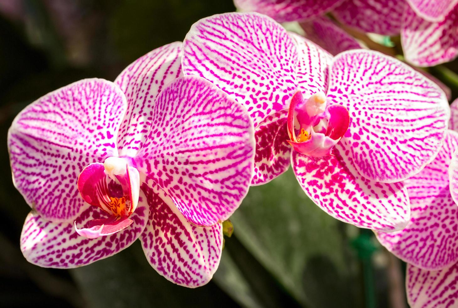 Phalaenopsis Orchideenblüte foto