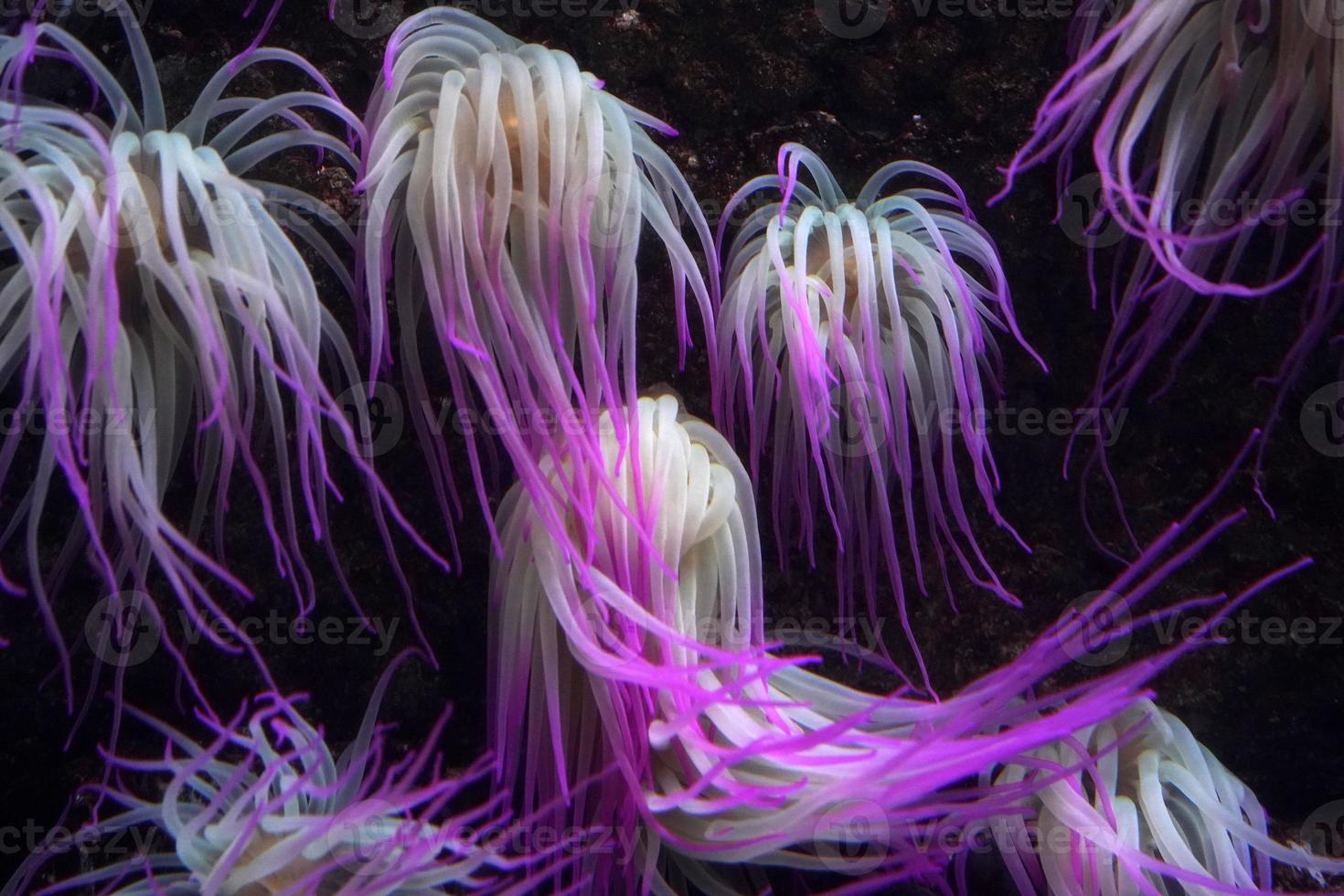 Mittelmeer-Seeanemone rosa fluoreszierend foto