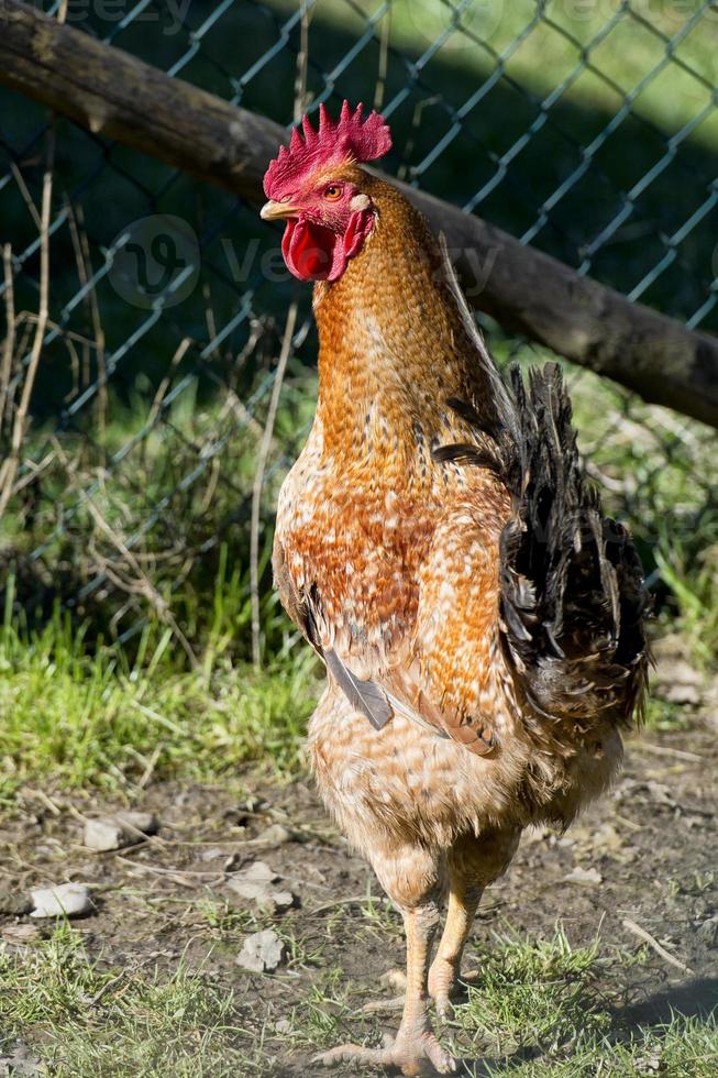 Huhn im Garten foto