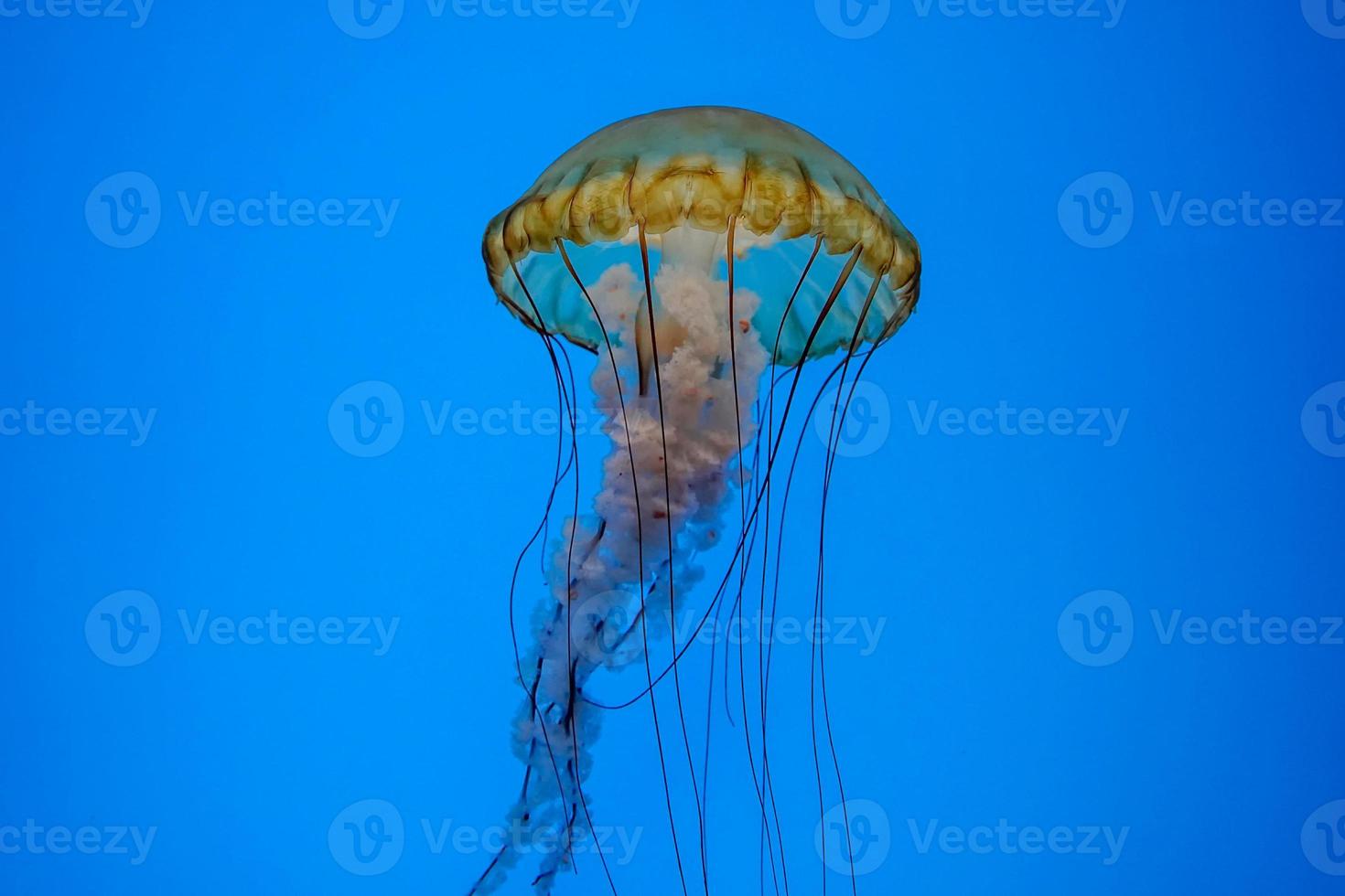 Pazifische Seenesselqualle unter Wasser foto