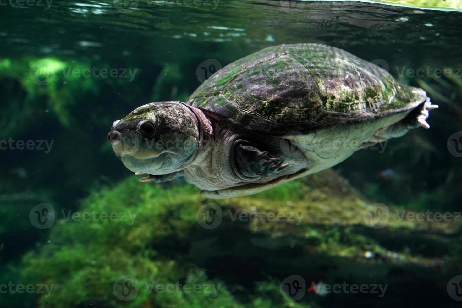 großköpfige Amazonas-Flussschildkröte unter Wasser foto