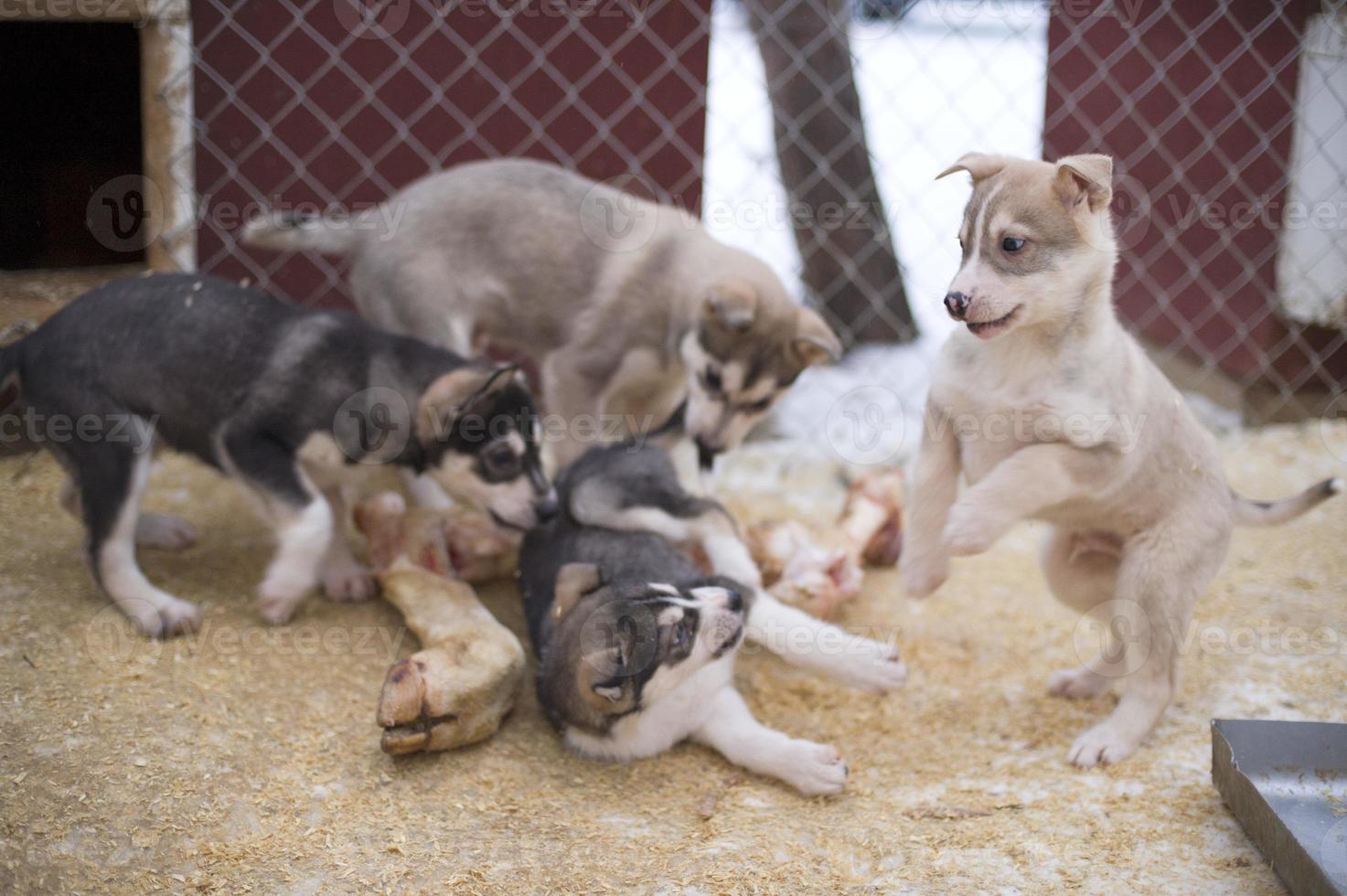 Welpe zwei Monate alter Husky-Hund foto