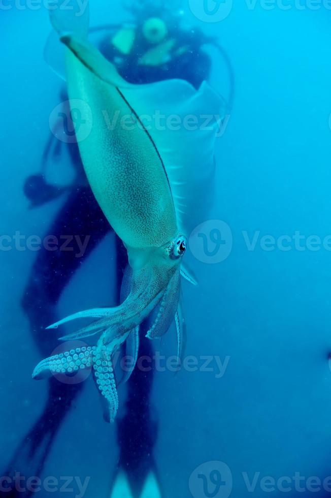 Eine isolierte Nahaufnahme eines Tintenfischs mit einem Taucher sieht aus wie 20.000 Meilen unter dem Meer foto
