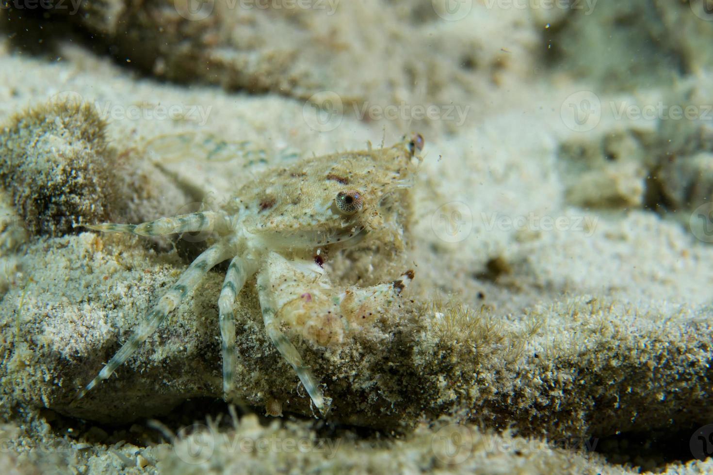 eine krabbe in cebu philippinen foto