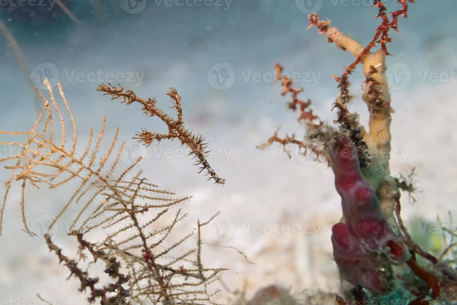 Gespenster verzierte Pfeifenfische in Sipadan, Borneo, Malaysia foto