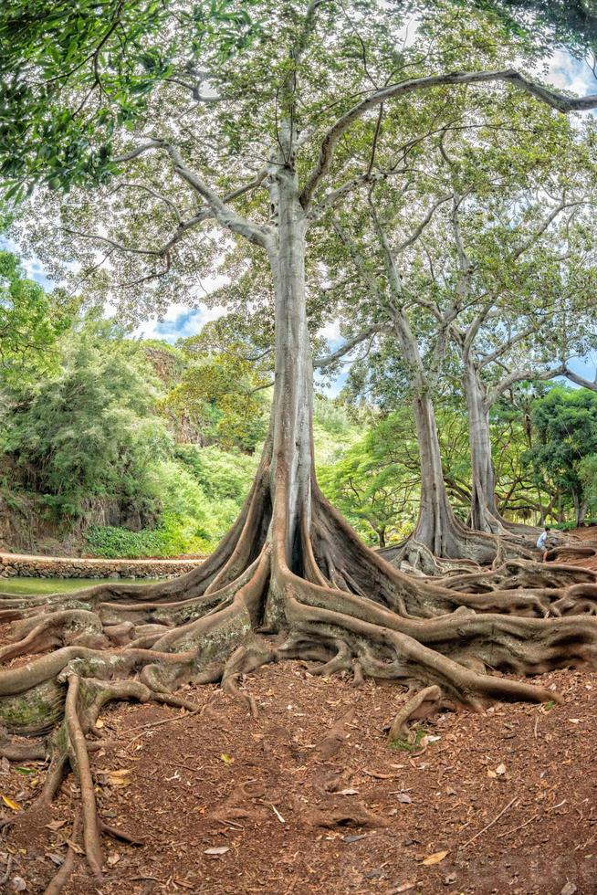 im tropischen Regenwald auf Hawaii foto